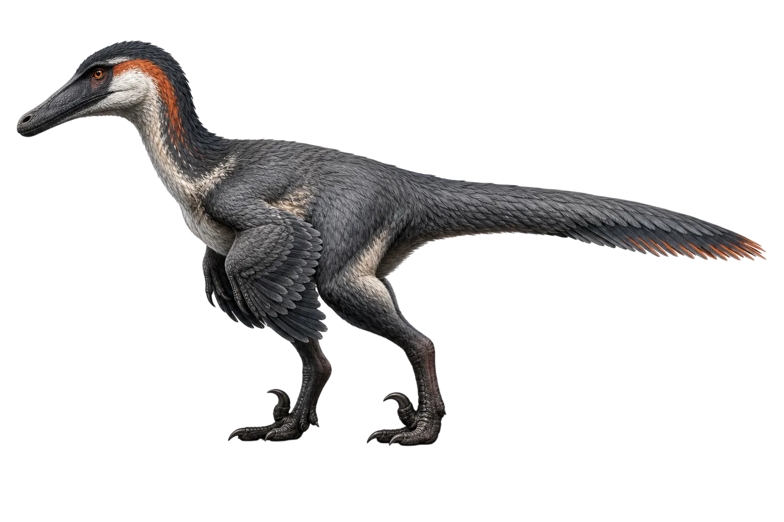 Austroraptor